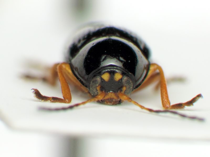 Cryptocephalus (Burlinius) ocellatus Drapiez, 1819